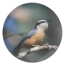 Nuthatch Plates