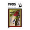 Nuthatch Postage Stamp