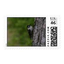 Nuthatch Postage Stamp