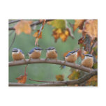 Nuthatch postcard