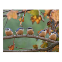 Nuthatch postcard