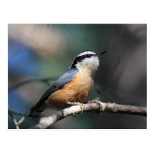 Nuthatch Postcards