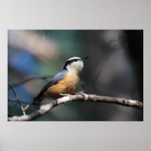 Nuthatch Print
