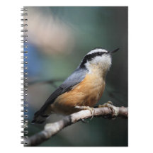 Nuthatch Spiral Note Books