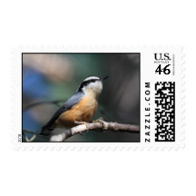 Nuthatch Stamps