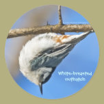 Nuthatch - sticker stickers