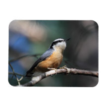 Nuthatch Vinyl Magnets