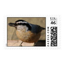 Nuthatch With Seed Stamp
