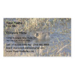 Nutria in water business card