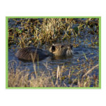 Nutria in water post card
