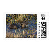Nutria in water stamps