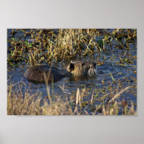Nutria in water print