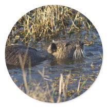 Nutria in water round sticker