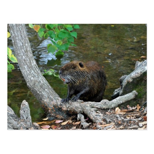 Nutria Post Cards