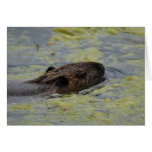 "Nutria Swimming" Greting Card