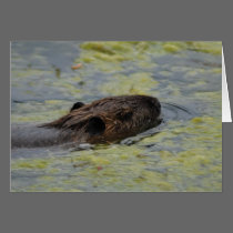 "Nutria Swimming" Greting Card by smilodonart "Nutria Swimming" Greting Card