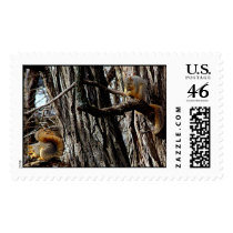 nuts for brunch postage by trumley nuts for brunch postage