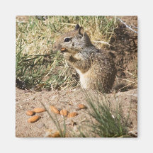 nuts ground squirrel fridge magnet
