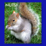 NUTS! - Squirrel