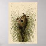 Nuttall's lesser marsh Wren Posters