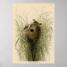 Nuttall's lesser marsh Wren Posters