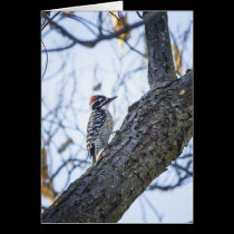Nuttall's Woodpecker Card cards
