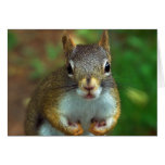 Nutty Red Squirrel Greeting Cards
