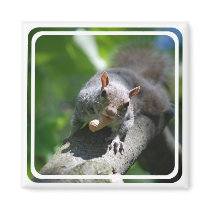 Nutty Squirrel Magnet