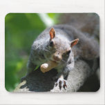 Nutty Squirrel Mouse Pad