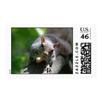 Nutty Squirrel Postage Stamp