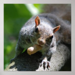 Nutty Squirrel Poster posters