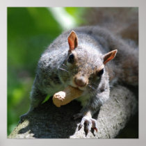 Nutty Squirrel Poster