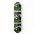 Nutty Squirrel Skateboard