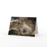Nuzzles cards