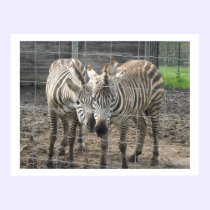 Nuzzling Zebras posters