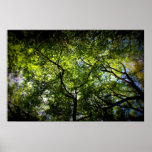 NY Trees posters