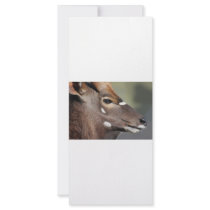 Nyala Stag rack cards