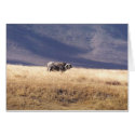 Nyati (Cape Buffalo) cards