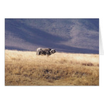 Nyati (Cape Buffalo) cards