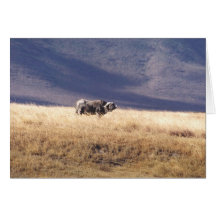 Nyati (Cape Buffalo) Card