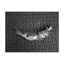 NYC Roadkill Post Card