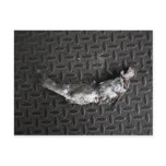 NYC Roadkill Post Card