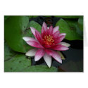 Nymphaea tetragona cards by EManglFlowers Nymphaea tetragona cards