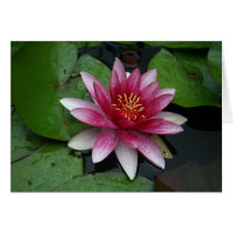 Nymphaea tetragona cards by EManglFlowers Nymphaea tetragona cards