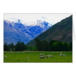 nz field sheep cards
