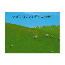 nz sheep postcards