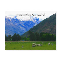 nz sheepscape postcards