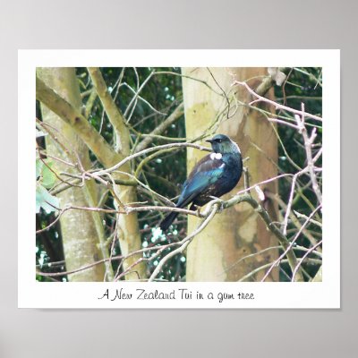 NZ Tui in a Gum Tree Poster by curiouskiwi