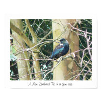 NZ Tui in a Gum Tree posters