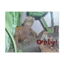 o'rly, O'rly! postcards